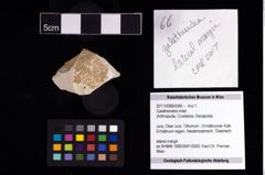 Foto (Objekt + Etikett) von Galatheoidea indet.  (NHMW-GEO-2017-0089-0066)